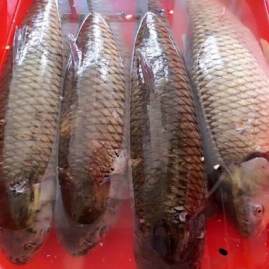 Cá trắm trắng (trắm cỏ) cắt khoanh làm sạch tươi ngon